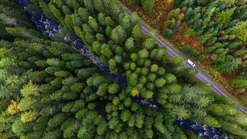 Car in forest