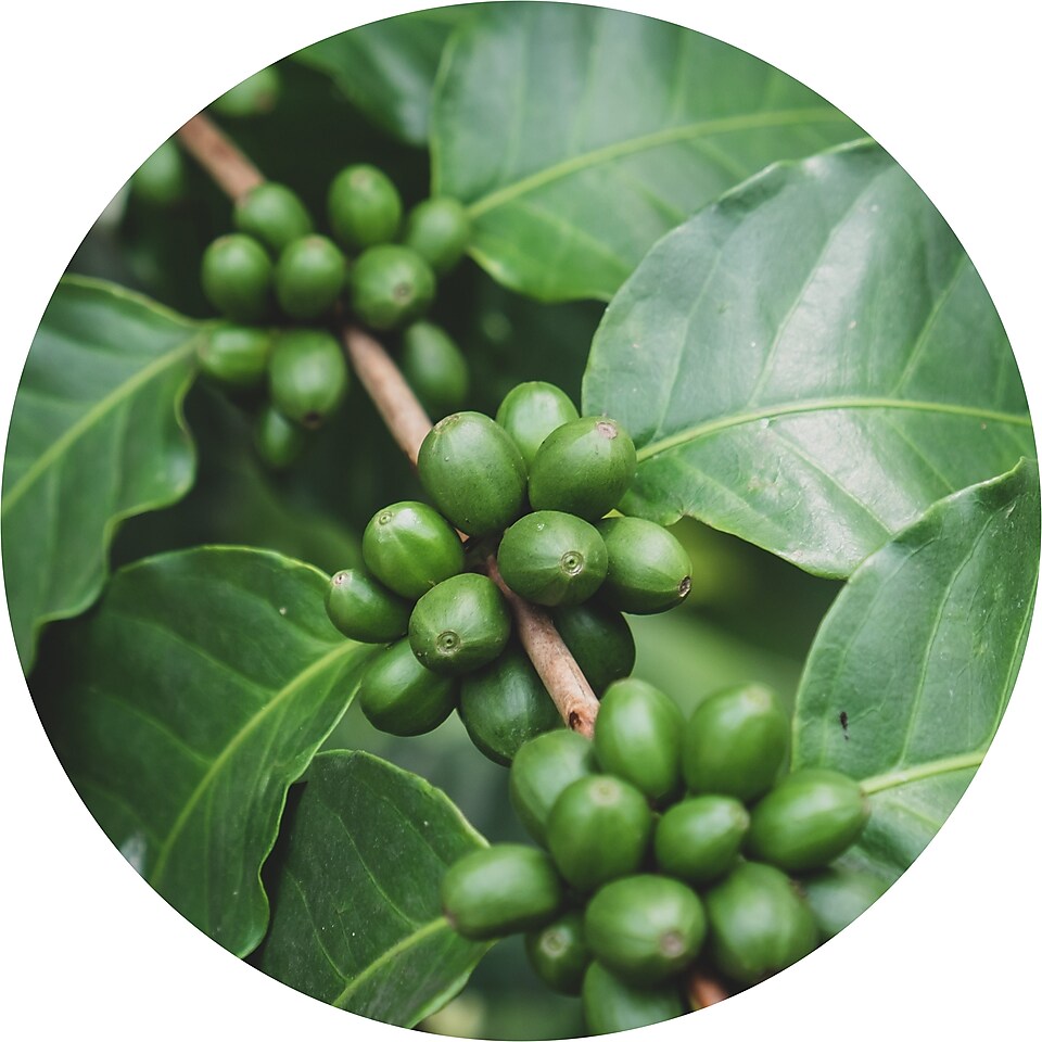 Zelená kávová zrna